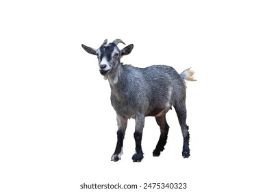 5i2l63du0